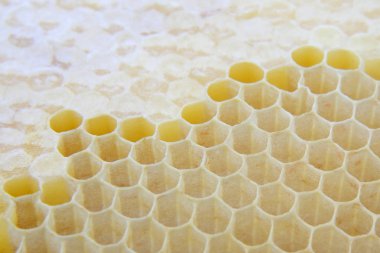 Bal tarak yakın çekim