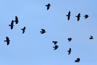 Mavi gökyüzünde uçan kuş sürüsü