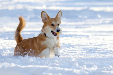 küçük köpek dişleri sarı bir top ile karda oynuyor