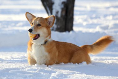küçük köpek dişleri sarı bir top ile karda oynuyor