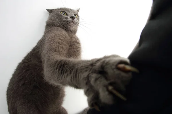 Gri kedi pençeleri üzerinde beyaz bir adam çizik. — Stok fotoğraf