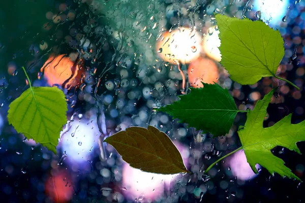 Podzimní listí na mokrém skle v deštivém počasí — Stock fotografie