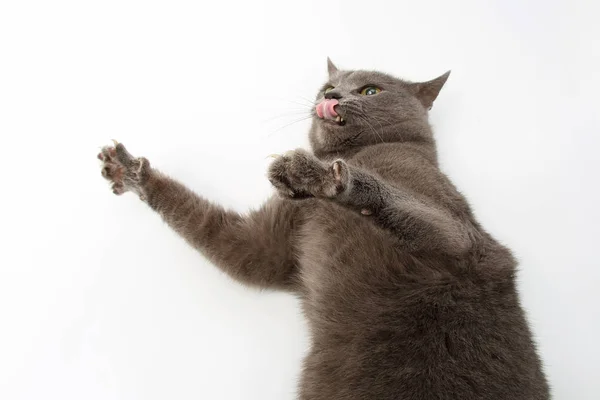 Cinza gato no fundo branco agressivo esticado suas patas w — Fotografia de Stock