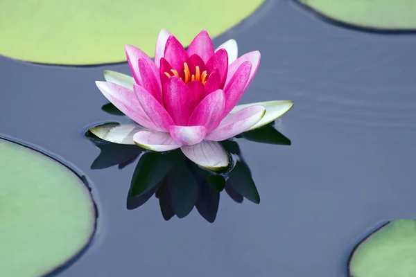 Fényes vörös virág lily lotus víz — Stock Fotó