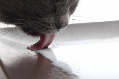 Gri kedi süt dil closeup içme
