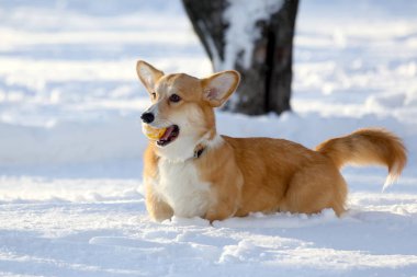 küçük köpek dişleri sarı bir top ile karda oynuyor
