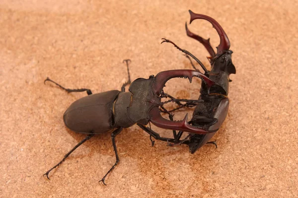 Dois escaravelhos machos veados — Fotografia de Stock