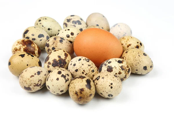 Diferentes codornas e ovos de galinha jazem no backgroun branco — Fotografia de Stock