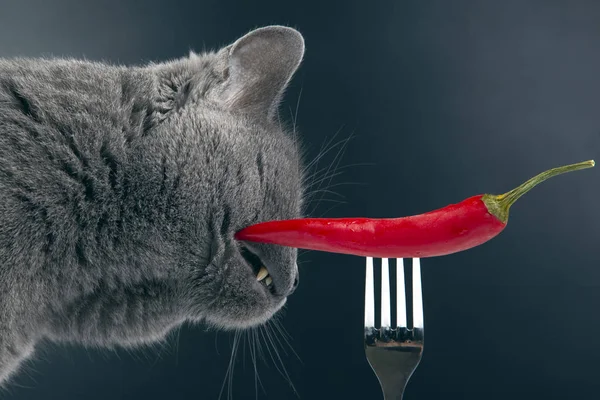 gray cat sniffs red hot pepper. food and pets. curiosity and sen