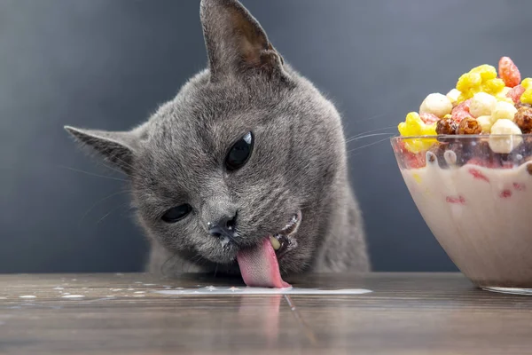 Gray cat licks milk spilled on the table. Colored light snacks.