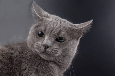 koyu arka plan üzerinde güzel bir gri kedi stüdyo portresi