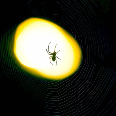 Gece bir ağ üzerinde oturan örümcek bir fenerin ışığı altında
