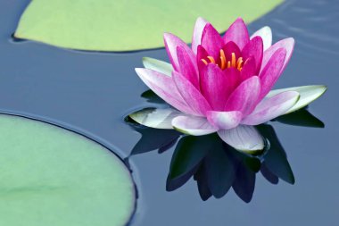 parlak kırmızı çiçek lily lotus su