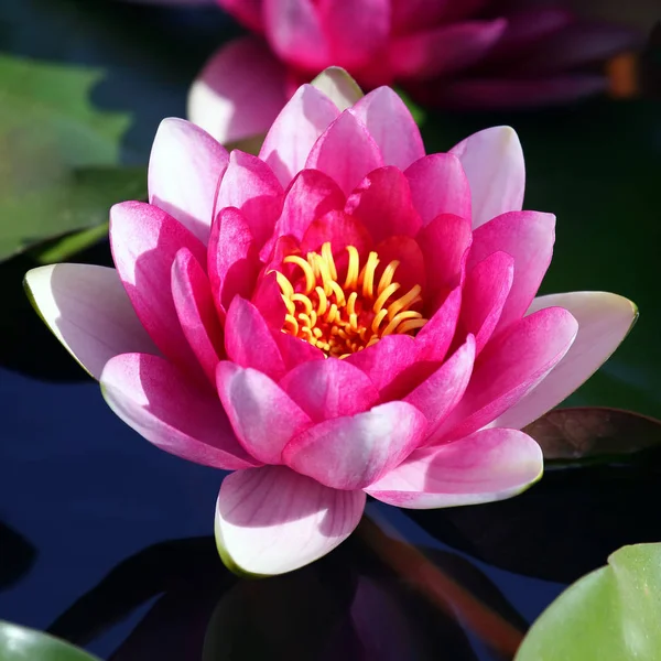 Bright red flower lily lotus water — Stock Photo, Image