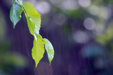 yağmur altında yeşil yaprakları ile şube