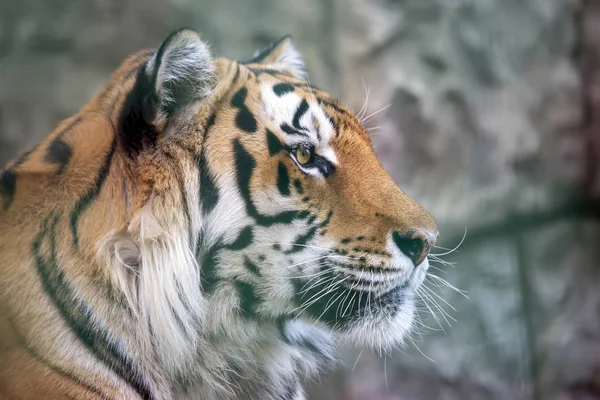 Retrato do tigre Amur lambendo — Fotografia de Stock