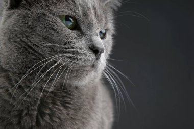 koyu arka plan üzerinde güzel bir gri kedi stüdyo portresi