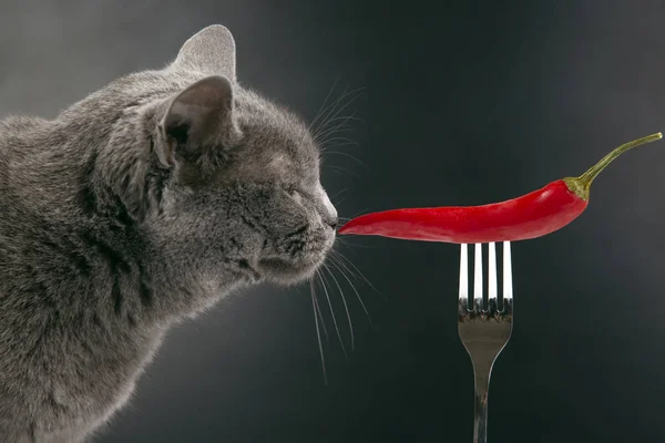 gray cat sniffs red hot pepper. food and pets. curiosity and sen