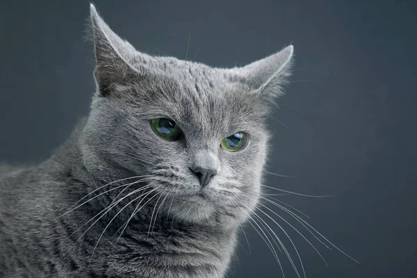 Retrato de estúdio de um belo gato cinza no fundo escuro — Fotografia de Stock