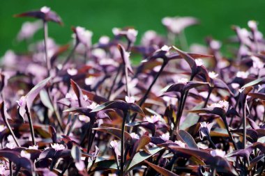 Yeşil bir arka plan üzerinde dekoratif çiçek