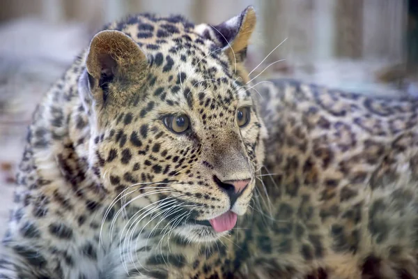 Close-up retrato cuidadosamente olhando para a distância leopardo — Fotografia de Stock