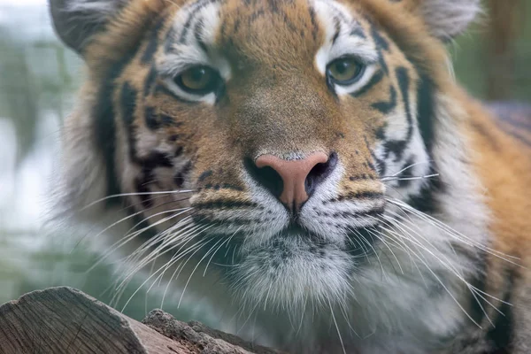 Amur tigre descansando em uma árvore closeup — Fotografia de Stock