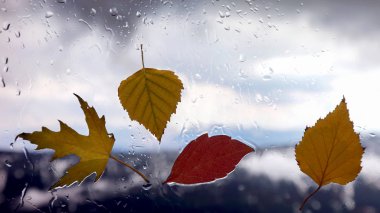 Hava yağmurlu bir arka plan üzerinde ıslak bir pencerede sonbahar yaprakları