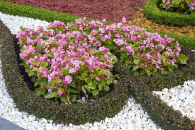 Süslü bir çiçek tarhında pembe dekoratif çiçekler. Botanik ve de