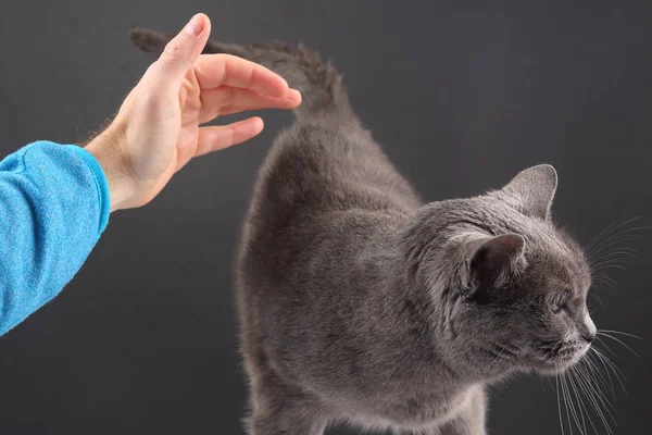 Az ember keze meg akar simogatni egy szürke macskát. ember-állat kapcsolat — Stock Fotó