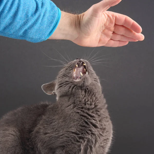 Gri kedi agresif bir kişinin bu inme arzusu için yanıt — Stok fotoğraf