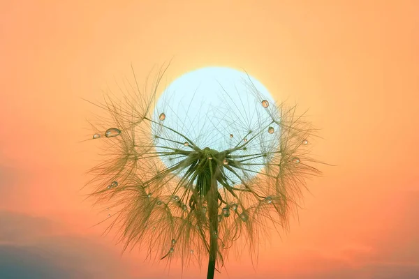 Löwenzahn mit Wassertropfen gegen den Himmel und die untergehende Sonne — Stockfoto