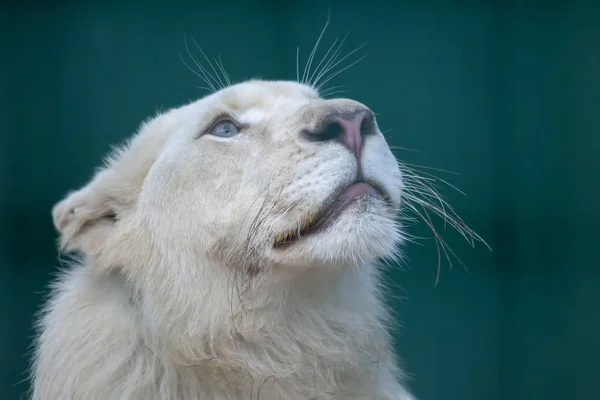 El león blanco mira muy cuidadosamente hacia arriba —  Fotos de Stock