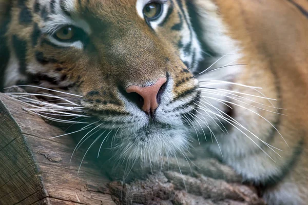 Amur tigre descansando em uma árvore closeup — Fotografia de Stock