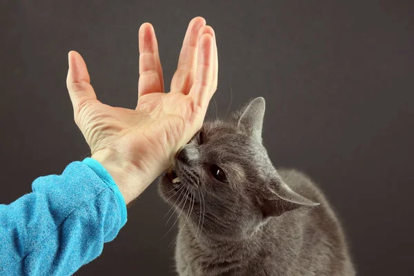 Gris gato agresivamente muerde un mans mano . — Foto de Stock