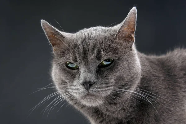 Studio ritratto di un bel gatto grigio su sfondo scuro — Foto Stock