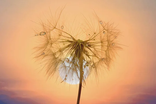 Dandelion with drops of water against the sky and the setting su — Stock Photo, Image