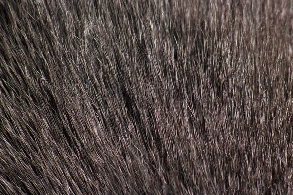 Piel de gato gris muy cerca. fondo y textura —  Fotos de Stock