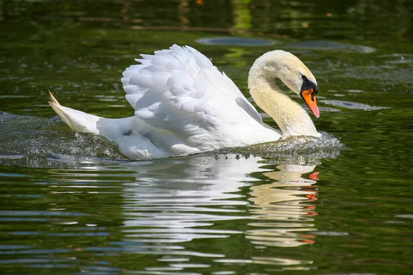 Galleggiante Nello Stagno Bianco Cigno Uccelli Fauna Selvatica — Foto Stock