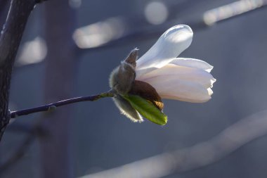 Bahar çiçekli manolya ağacı. Flora ve Botanik