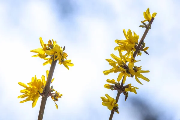 春の黄色い花を — ストック写真