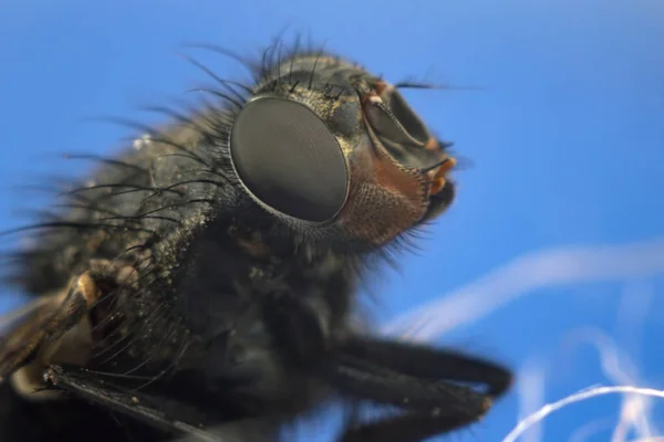 Closeup Fly Blue Background Microcosm Insects — Stock Photo, Image