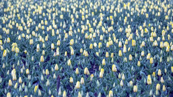 Grand Champ Tulipes Jaunes Fleurs Fleurs Botanique — Photo