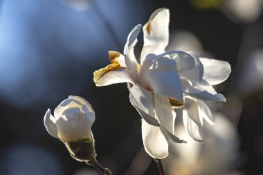 Manolya çiçeğinin başı. botanik ve çiçek