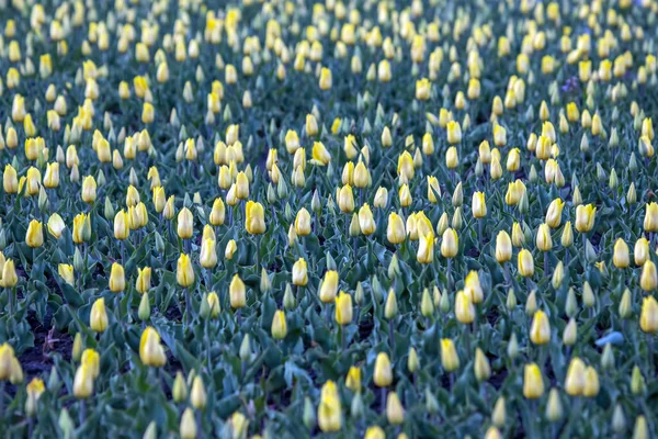 Grand Champ Tulipes Jaunes Fleurs Fleurs Botanique — Photo