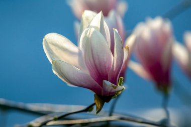 Manolya çiçeğinin başı. Botanik ve çiçekler