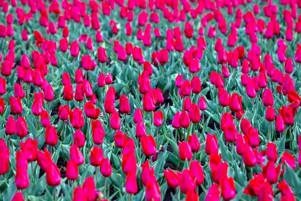 Groot Veld Van Bloeiende Rode Tulpen Bloemen Plantkunde — Stockfoto