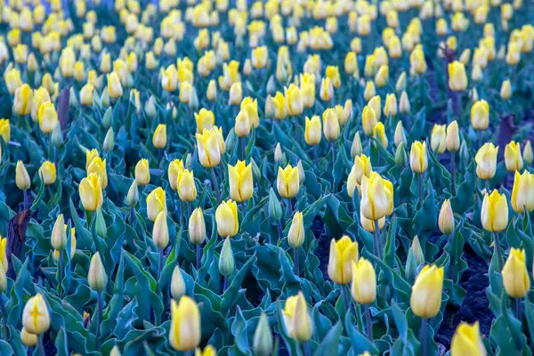 Duże Pole Kwitnących Żółtych Tulipanów Kwiaty Botanika — Zdjęcie stockowe