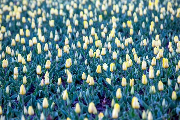 Stort Fält Blommande Gula Tulpaner Blommor Och Botanik — Stockfoto