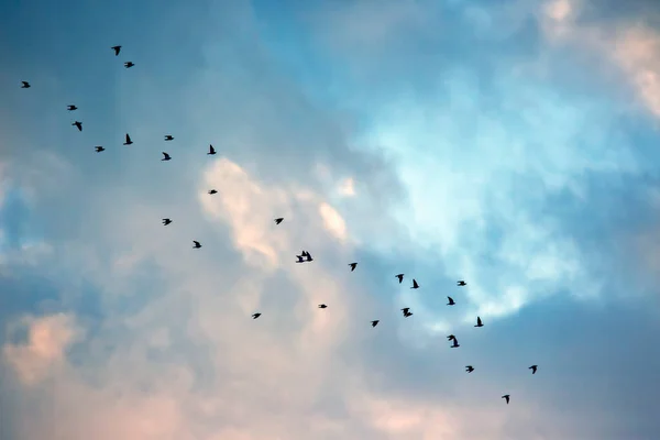 Небе Летит Большое Стадо Черных Воронов Миграция Птиц Другие Страны — стоковое фото