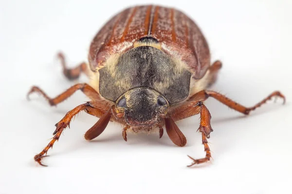 Zbliżenie Owady Cockchafer Białym Tle Owady Zoologia — Zdjęcie stockowe